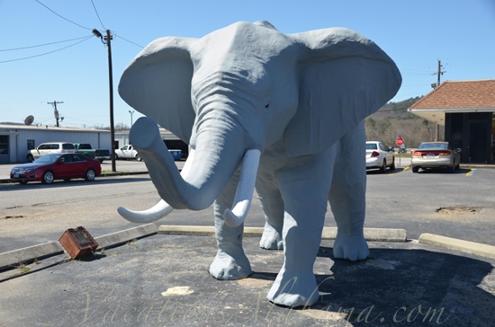 Alabama&#039;s largest elephant-Anniston,Alabama