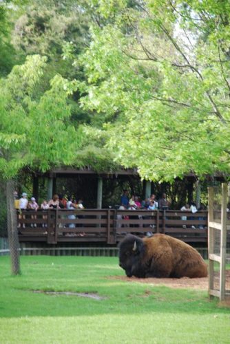 Montgomery Z00, Montgomery, Alabama- American Bison resting