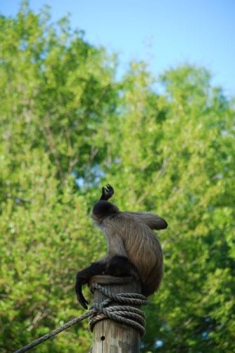 Montgomery Z00, Montgomery, Alabama- monkey