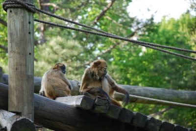 Montgomery Z00, Montgomery, Alabama- monkeys