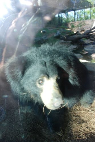 Montgomery Z00, Montgomery, Alabama-Parakeet Sloth Bear