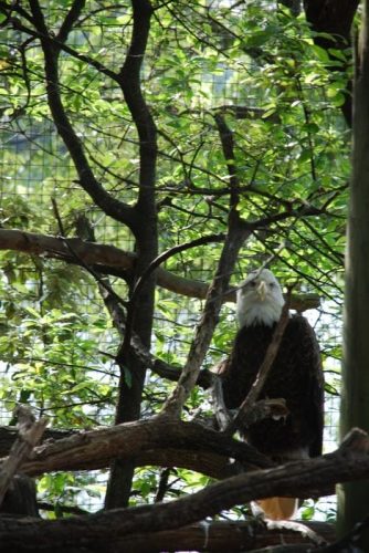 Montgomery Z00, Montgomery, Alabama- bald eagle