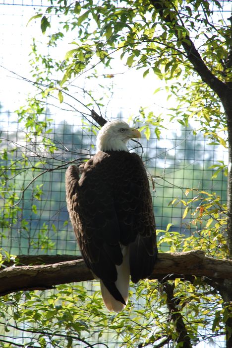 Montgomery Z00, Montgomery, Alabama- bald eagle