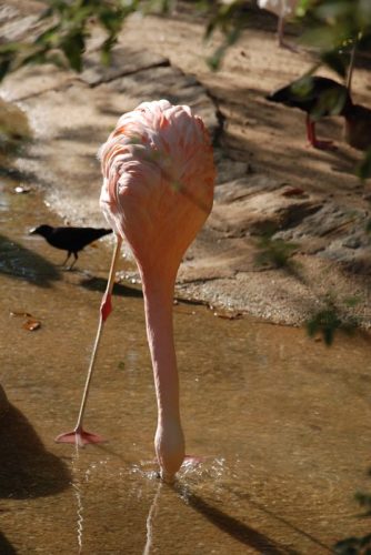 Montgomery Z00, Montgomery, Alabama-Parakeet flamingo drink water