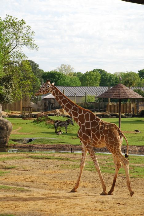 Montgomery Z00, Montgomery, Alabama- giraffe
