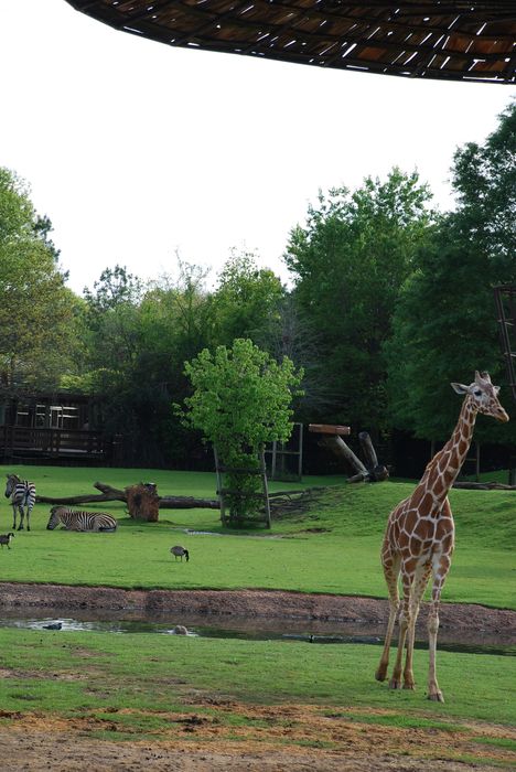 Montgomery Z00, Montgomery, Alabama- giraffe