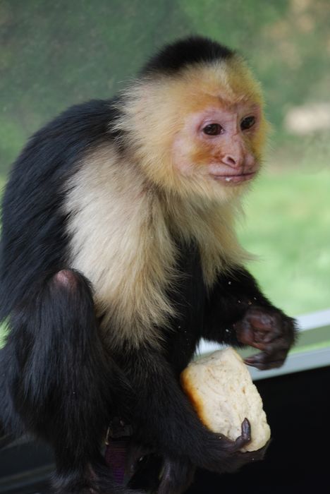 Montgomery Z00, Montgomery, Alabama- monkey eating a roll