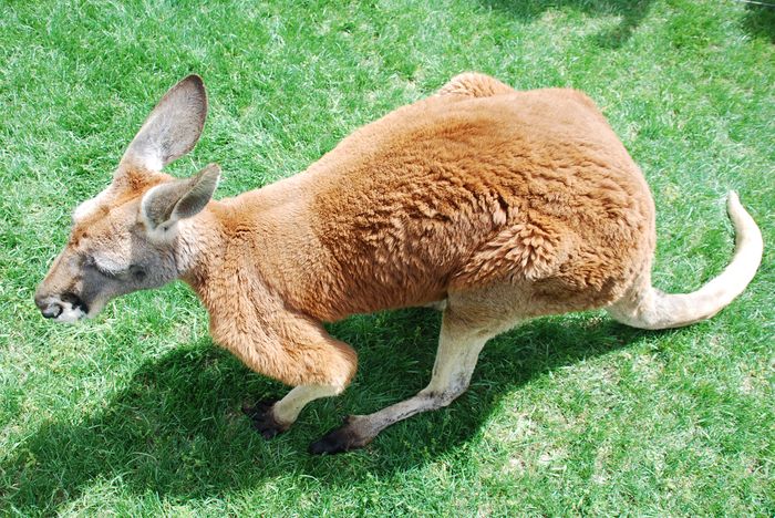 Montgomery Z00, Montgomery, Alabama- Red Kangaroo enjoying the sunshine on zoo weekend