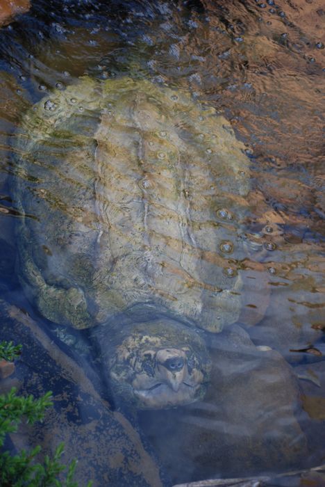 Montgomery Z00, Montgomery, Alabama- snapping turtle in the water