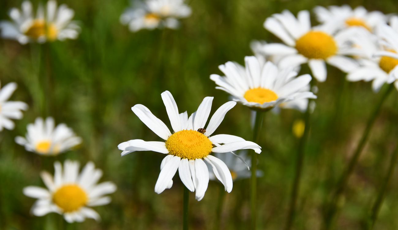 June in Alabama Wild Flowers