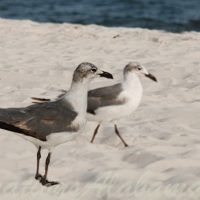Audubon-Bird-Sanctuary-Dauphin-Island