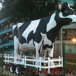 Largest-Cow-in-Alabama-State-Farmers-Market-Montgomery-Alabama