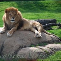 lion-at-montgomery-zoo-alabama